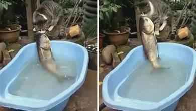 貓咪咬了一條魚想拖走，魚兒奮力掙扎逃脫，網友：強烈的求生欲