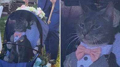 貓咪出席主人的婚禮，還當了一名小花童，表情怎麼有點不屑呢？