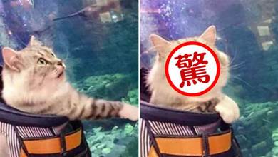 主人帶貓咪去海洋館，貓咪一臉冷漠，直到魚遊過來，結果笑到腹痛