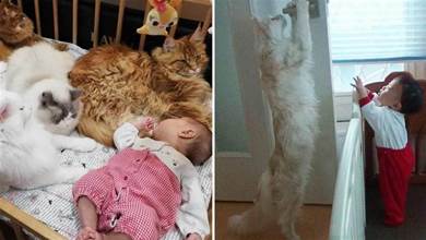 蹭床睡？網友家的四隻「巨貓」集體守護小寶寶，壓迫感強到要溢出畫面了~