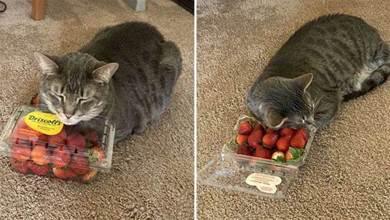 10歲愛貓老是蹭「水果盒」睡覺！主人發現「神奇怪癖」後，瞬間笑翻~