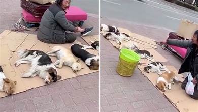 流浪漢養了一群狗，在地上墊紙箱怕著涼讓它們睡覺：它們不是流浪狗！