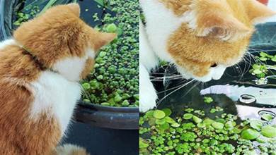 貓咪一直盯著缸看，主人叫牠都不理，貓咪：什麼時候能長出小魚呀