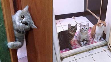 在貓咪的眼中，主人進廁所，是在做6件事