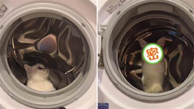 主人想洗衣服，貓咪卻鑽進洗衣機裡不出來，貓：有本事把我洗了！