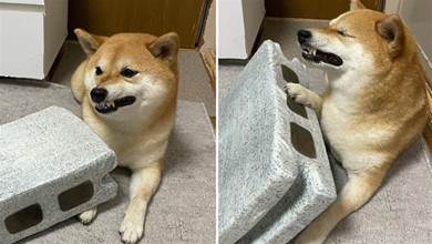 網友分享柴犬被「壓傷」照片，遭眾人質疑，卻意外挖掘「狗界影后」
