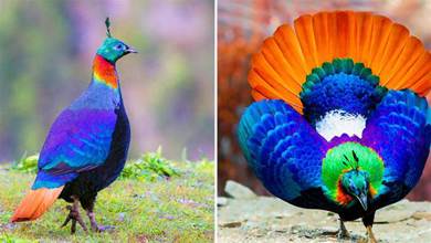 西藏驚現罕見「九色鳥」，羽毛絢麗多彩像「彩虹」，在雨霧中跳舞風雪中覓食！