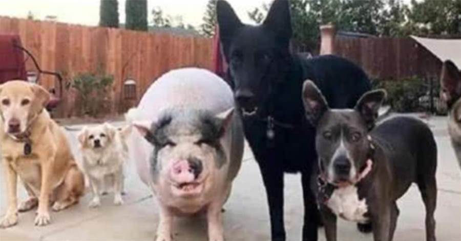 一頭豬和5只狗共同生活，結果被成功帶偏，行為舉止大不相同