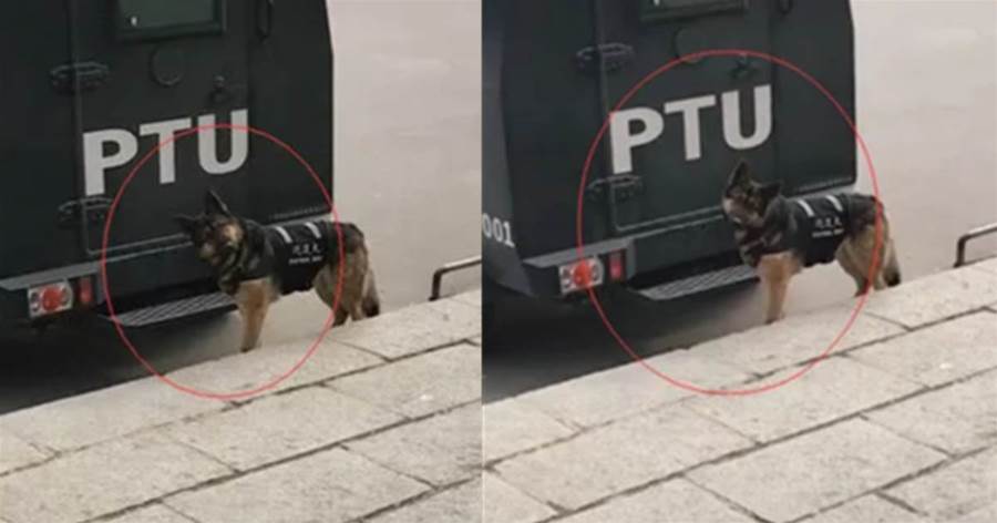 街上偶遇一隻警犬，好奇多看了幾眼，沒想到牠竟歪頭賣萌