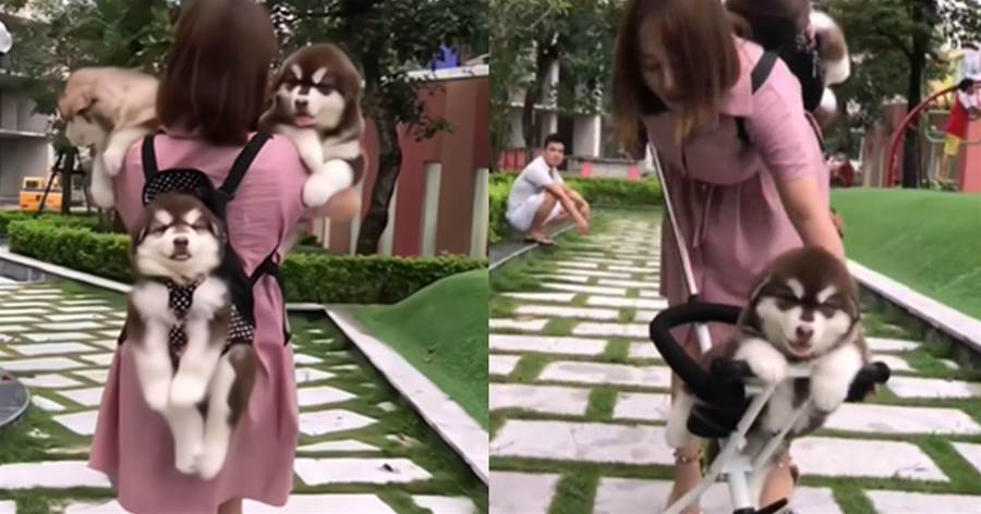 女主帶3只小狗逛街，因遛狗方式「特殊」走紅，網友：親生的吧
