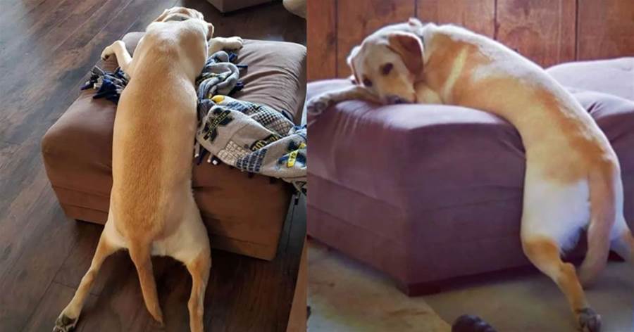 這只狗狗睡姿真奇葩，要跪在沙發前面睡才舒服，主人也覺得特好笑