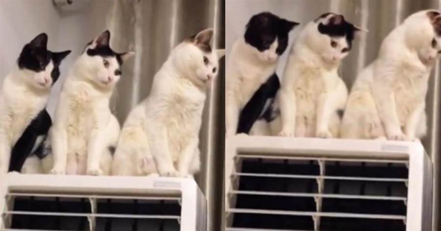 三隻貓躲在空調上「排擠」藍白貓，動作統一眼神絕了，都是被逼的