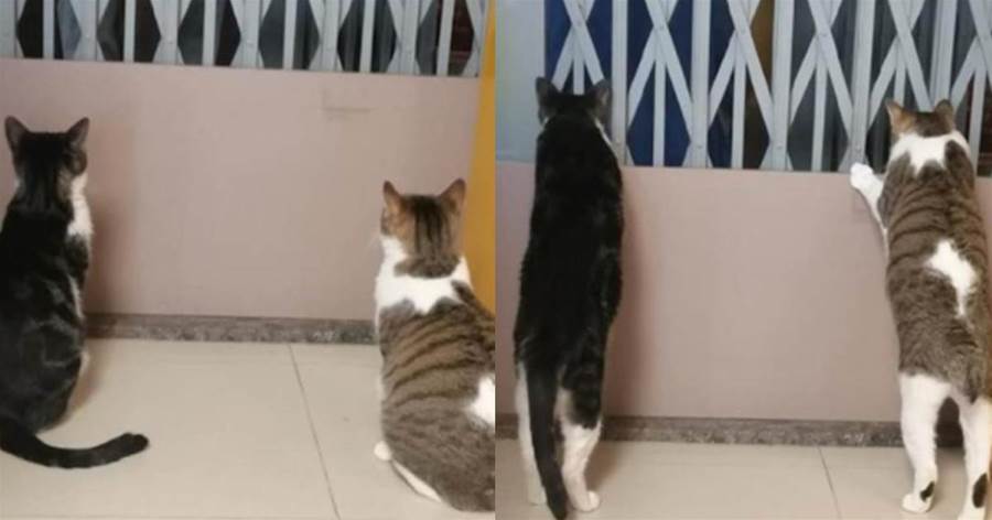 鄰居吵架了，家裡的兩隻貓咪站起來扒在門上看，是有多八卦呀
