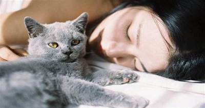 貓咪為什麼喜歡和主人睡覺，也是有原因的，看完心裡暖暖的