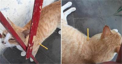 橘貓身上插了5天塑膠棍，以為是人為的，扒開「傷口」後直言上當了