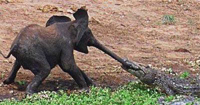 小象被鱷魚伏擊拽住鼻子，當大象媽媽一腳下去，整個世界都安靜了