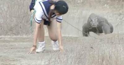 日本女子，作死勾引科莫多巨蜥追自己，鏡頭拍下驚險過程