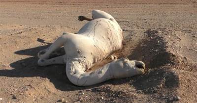 為什麼要小心沙漠中的駱駝屍體？科學家：相當於「生化武器」