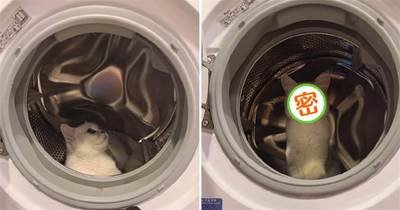 主人想洗衣服，貓咪卻鑽進洗衣機裡不出來，貓：有本事把我洗了！