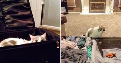 主人每次出遠門貓總躺行李箱要跟著去，但每次都沒成功，于是就有了接下來的一面