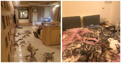 15只虎斑貓鋪滿床，媽無奈施展「雜技」爬床，網友羡慕了！