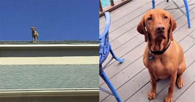 狗狗每天站在屋頂上歡迎主人回家，這種迎接方式也實在是太特別了