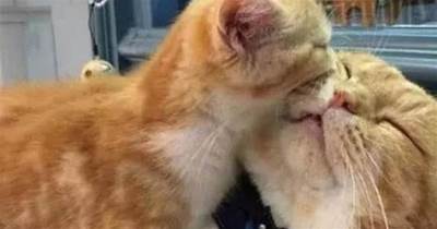 小奶貓在貓爸臉上啃了一口，貓爸翻白眼：沒辦法這是親生的