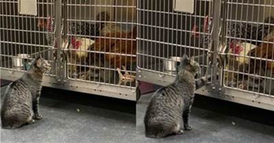 動物醫院收留了6只流浪貓，每只貓咪都有自己的工作