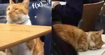 橘貓和主人一起上高數，沒到五分鐘就眯眯眼了，直接趴桌子上睡覺
