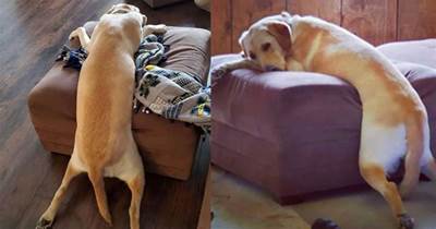 這只狗狗睡姿真奇葩，要跪在沙發前面睡才舒服，主人也覺得特好笑