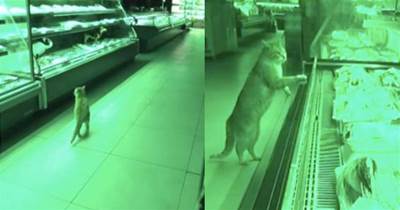超市食物被偷吃，以為是進老鼠了，當看到圓滾滾的身影大家笑了