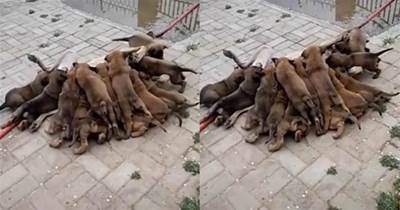 狗媽媽超生孩子成群，每次餵奶如打仗，狗媽被壓得見不到影