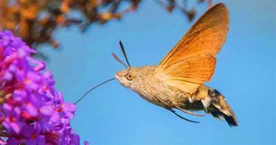 「像鳥又像蝶」，每秒扇動翅膀85次，飛行能力出神入化，被稱為昆蟲界的「四不像」！
