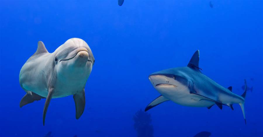 為什麼「海洋頂級獵食者」鯊魚卻不吃海豚？ 鯊魚：不是不想，是我不敢