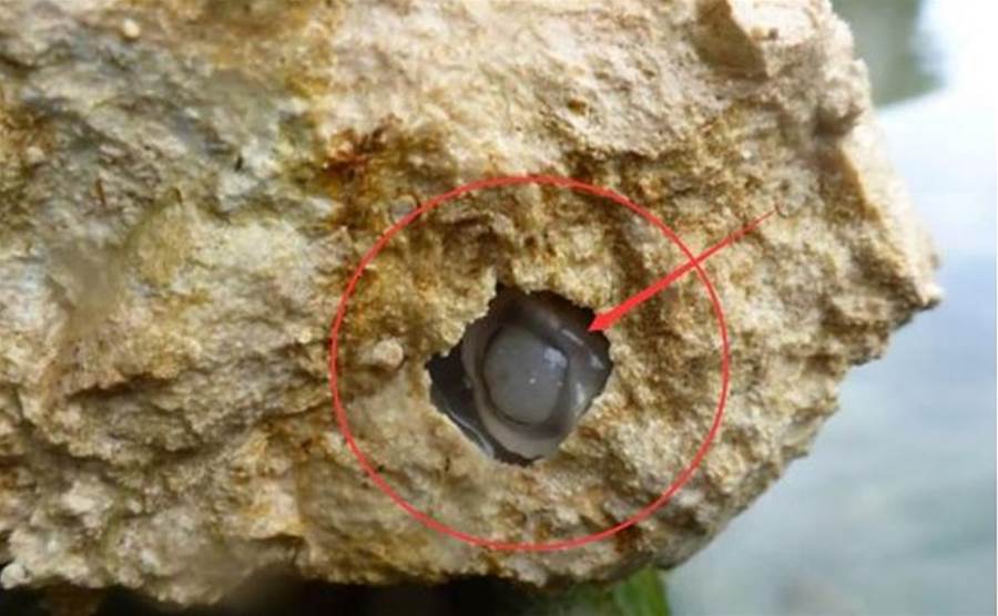 新生物「食石獸」被發現？專門靠吃石頭生存，排泄物是沙子，科學家：人類要擔心了