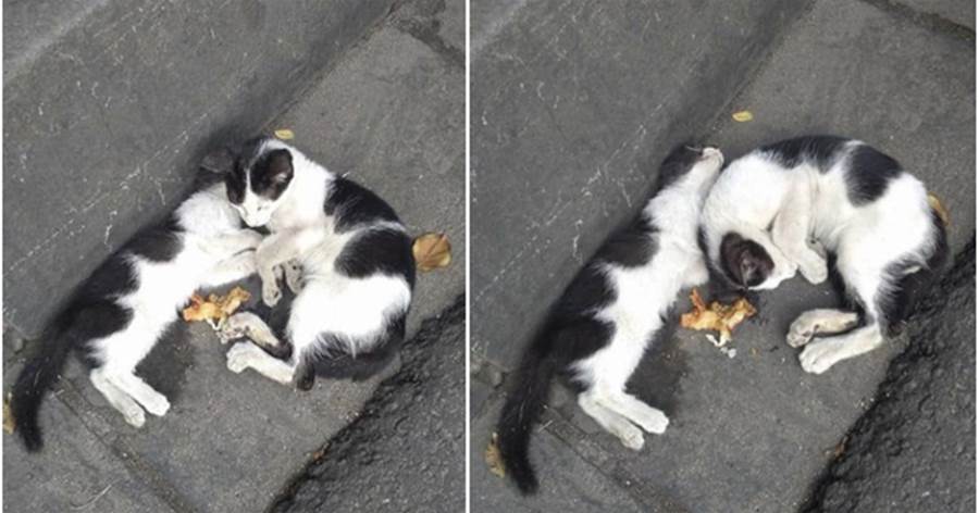 路邊發現兩隻流浪貓靠在一起睡覺，向前「用手一摸」落淚了：太可憐了！