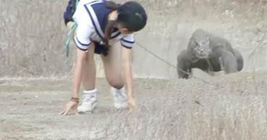 日本女子，作死勾引科莫多巨蜥追自己，鏡頭拍下驚險過程