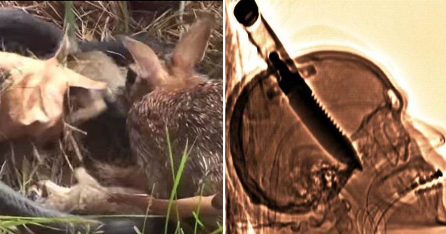 21張罕見的照片，#7 母兔發現寶寶被蛇吃後反應驚人，太瘋狂了