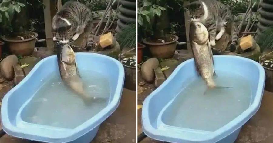 貓咪咬了一條魚想拖走，魚兒奮力掙扎逃脫，網友：強烈的求生欲