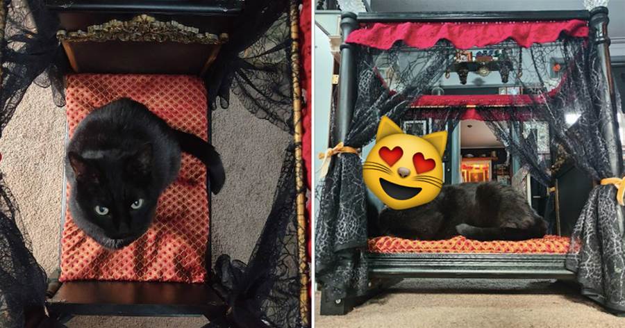網友給貓咪做了個迷你小床，它躺上去看起來好合適：黑暗女王嗎？