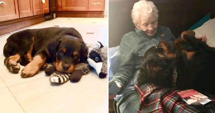 奶奶說不喜歡烈性犬，2年後卻讓孩子們吃醋了：到底誰是親孫？