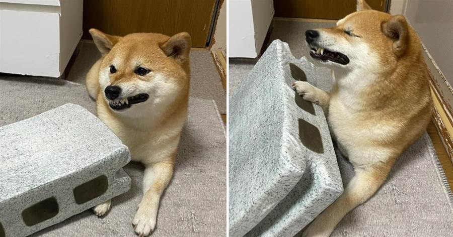 網友分享柴犬被「壓傷」照片，遭眾人質疑，卻意外挖掘「狗界影后」