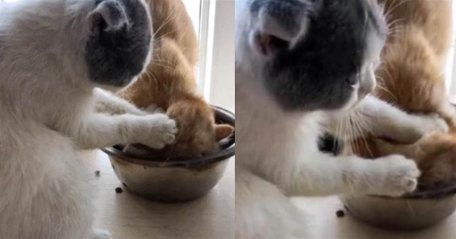 橘貓再次搶先吃飯，白貓一氣之下按住橘貓，喵：一次讓你吃夠