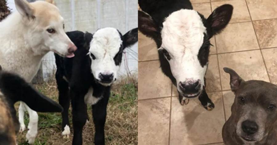 小牛把二哈當「媽媽」，被6只狗帶大，一年後真的被帶偏了