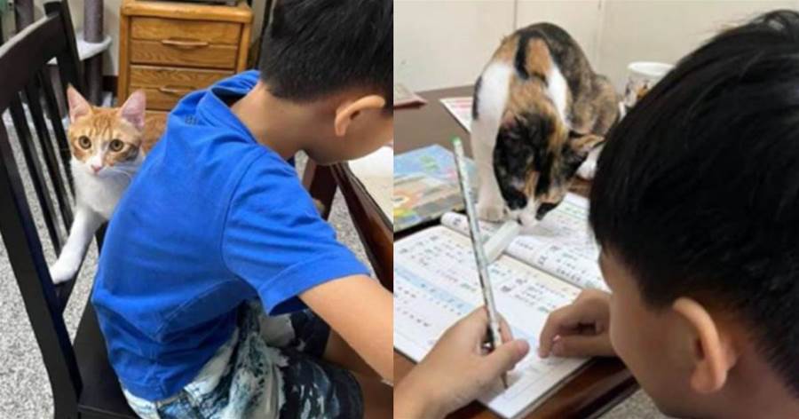 兒子寫了很久作業沒寫完，進屋一看就笑了，兩隻貓咪幹嘛呢？