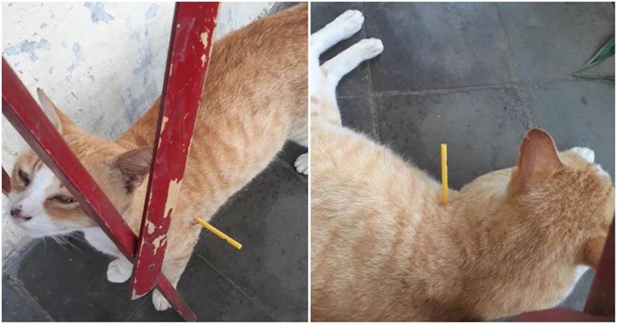 橘貓身上插了5天塑膠棍，以為是人為的，扒開「傷口」後直言上當啦