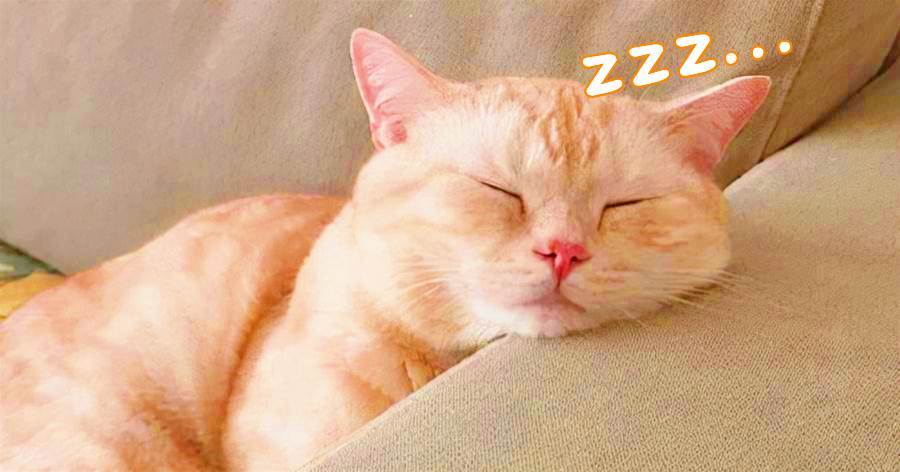 一隻貓出現這5種「睡姿」，說明它並不認同你的「主人地位」！