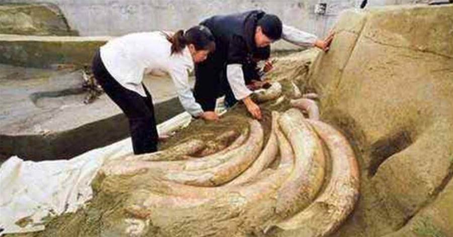 四川發現三千年古墓遺址，出土數噸象牙，專家挖到一半：趕緊埋回去
