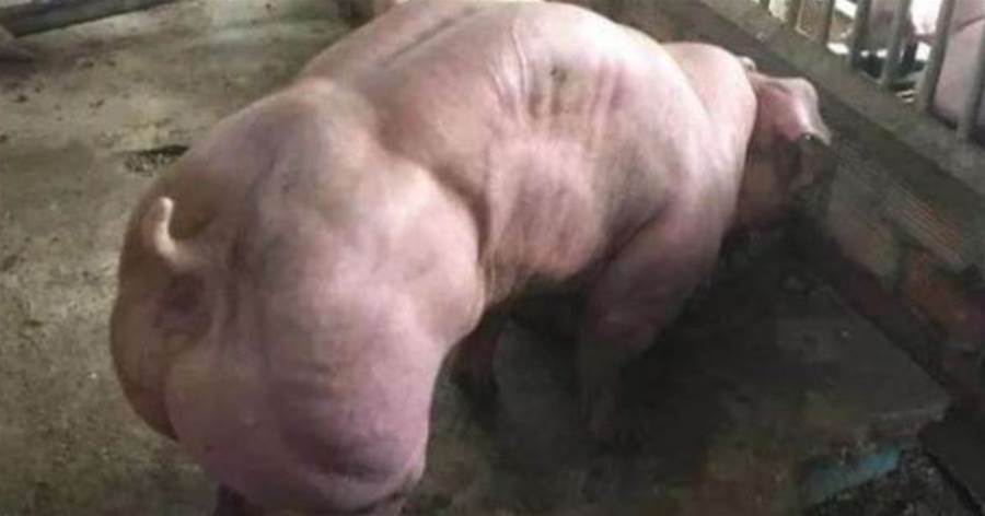 男子發現一頭強壯如牛的「豬」，肌肉線條完美，隨后果斷報了警