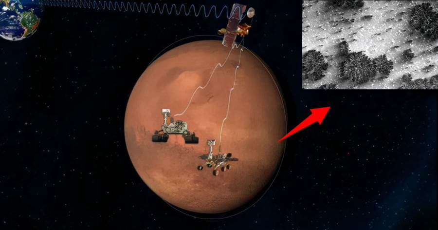 ​火星存在生命？NASA拍到形似大樹的物體，科學家：照片是真的